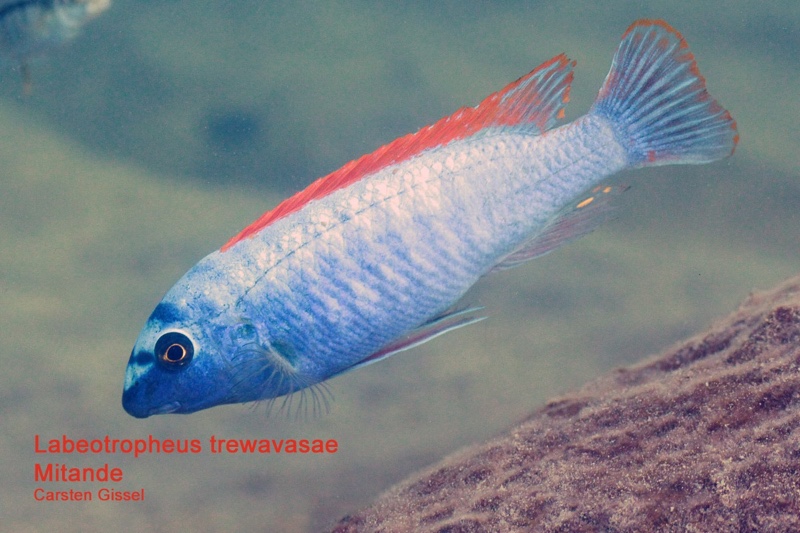 Labeotropheus trewavasae 'Mitande Reef (Rocks)'